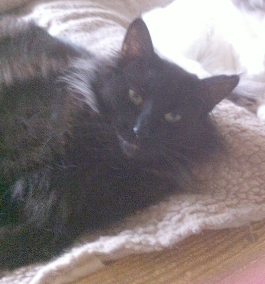 Norwegian Forest Cat and Kitten Welfare and Rescue list